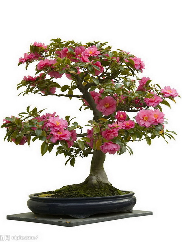 花卉盆景(绿意花卉) 花卉盆景(绿意花卉)