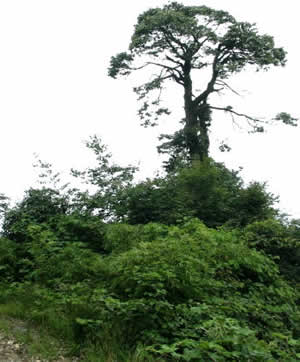 老君山风景区 老君山风景区