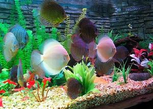 淡水生物馆 淡水生物馆