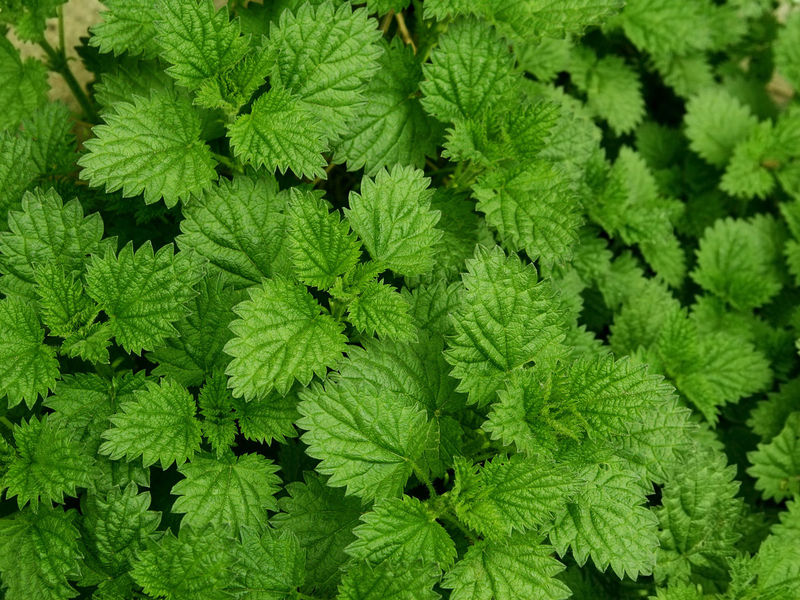 薄荷 薄荷