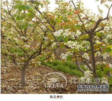 砂梨 砂梨