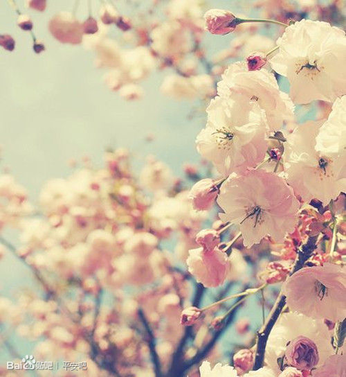 花期(汉语辞彙、术语) 花期(汉语辞彙、术语)