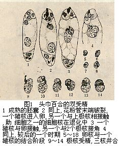 头巾百合的双受精 头巾百合的双受精