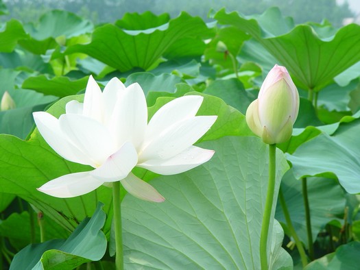 河东区八湖镇荷花 河东区八湖镇荷花