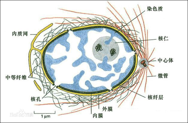细胞核骨架