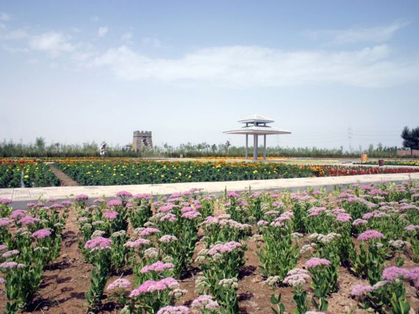 乌海市植物园 乌海市植物园