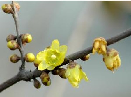 腊梅花 腊梅花