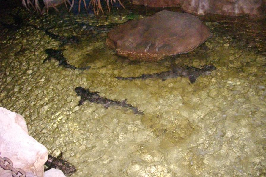 青岛海底世界 青岛海底世界