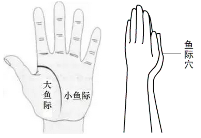 小鱼际 小鱼际