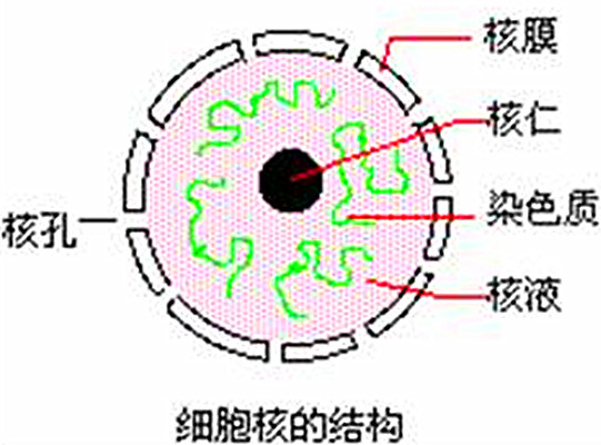 核孔 核孔