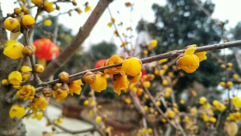 鄢陵蜡梅 鄢陵蜡梅