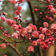 红梅(梅花的一种) 红梅(梅花的一种)