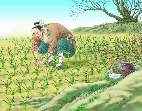 揠苗助长 揠苗助长