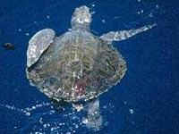 海龟科 海龟科