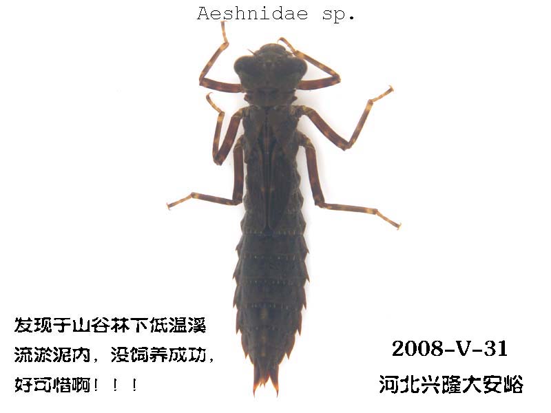 水虿 水虿