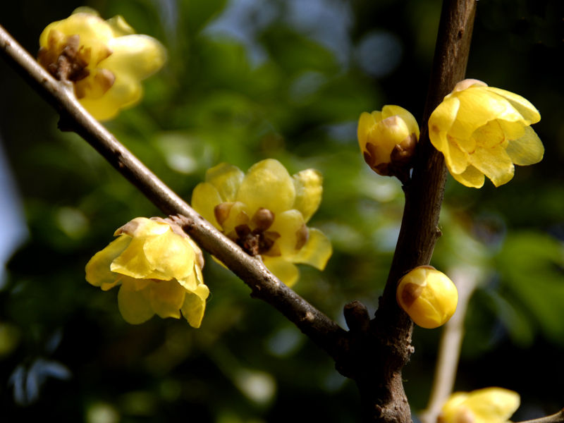 蜡梅 蜡梅