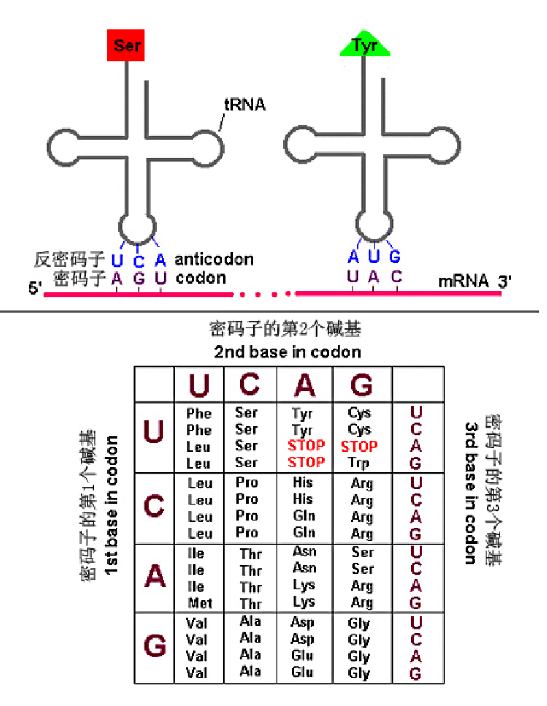 三联体密码錶以及tRNA的反密码子与mRNA的密码子的配对 三联体密码錶以及tRNA的反密码子与mRNA的密码子的配对
