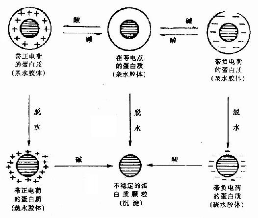 蛋白质分子凝聚从溶液中析出 蛋白质分子凝聚从溶液中析出