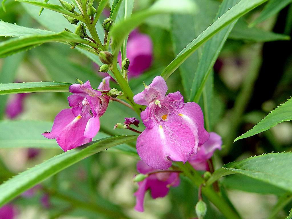 凤仙花 凤仙花