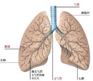 人体的肺部 人体的肺部