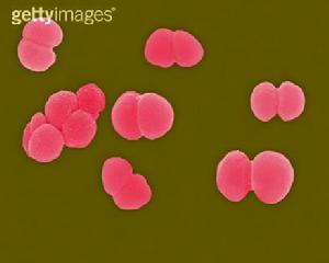 病毒分子 病毒分子