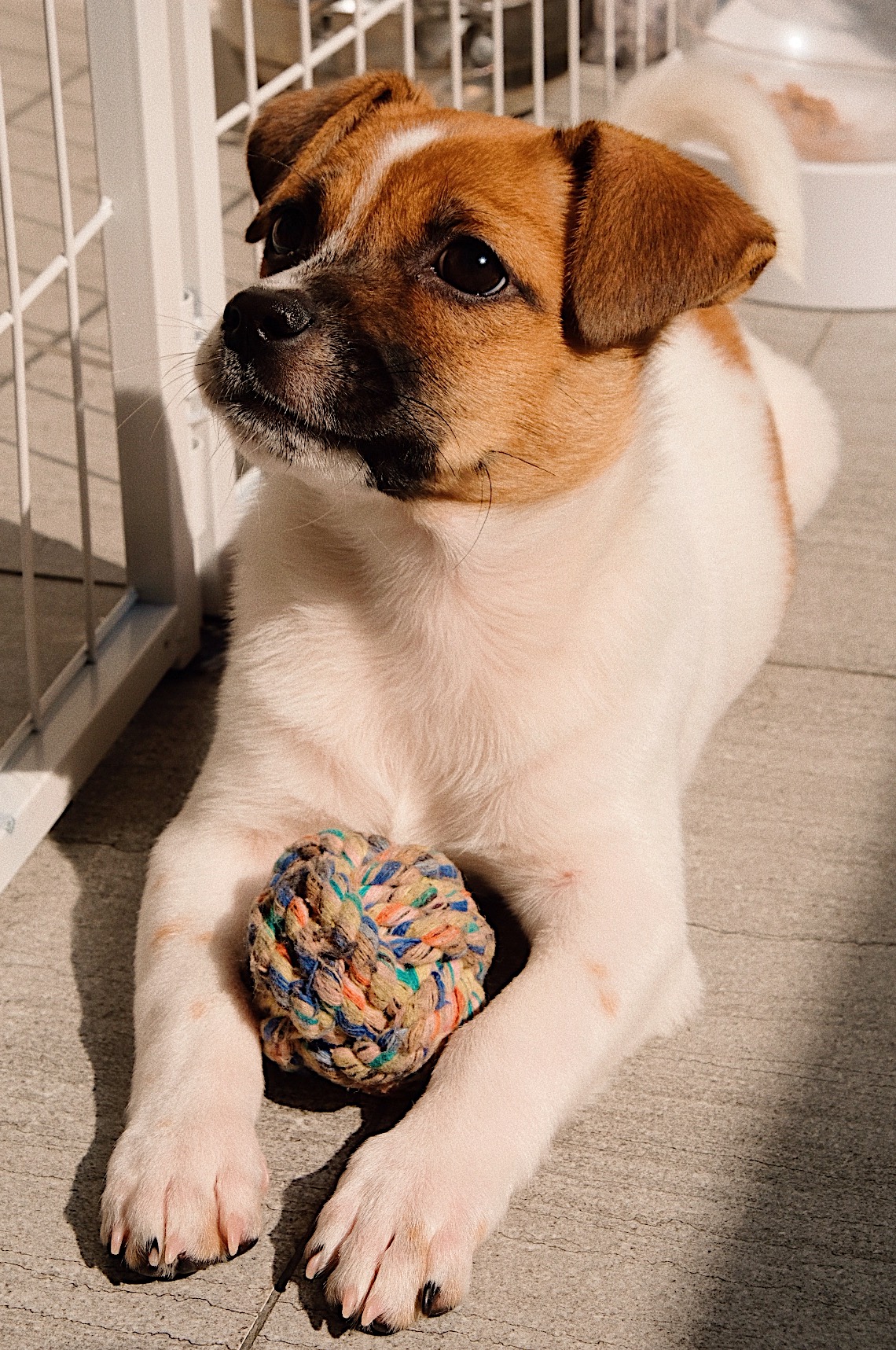 科兹莫斯寻回犬 科兹莫斯寻回犬