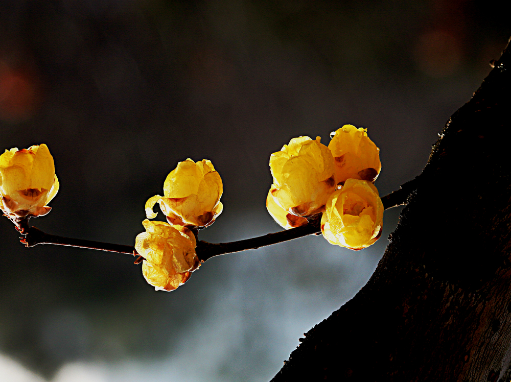 腊梅花(腊梅花) 腊梅花(腊梅花)