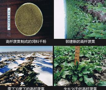 高桿菠菜 高桿菠菜