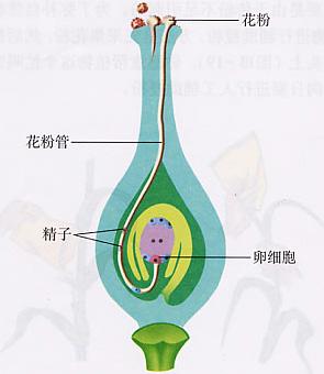 双受精过程 双受精过程