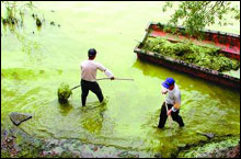 蓝细菌无锡太湖区 蓝细菌无锡太湖区