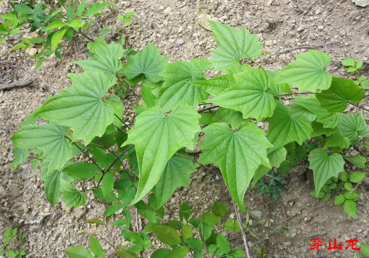 穿山龙(薯蓣科薯蓣属植物) 穿山龙(薯蓣科薯蓣属植物)