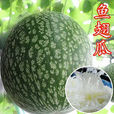 金丝瓜 金丝瓜