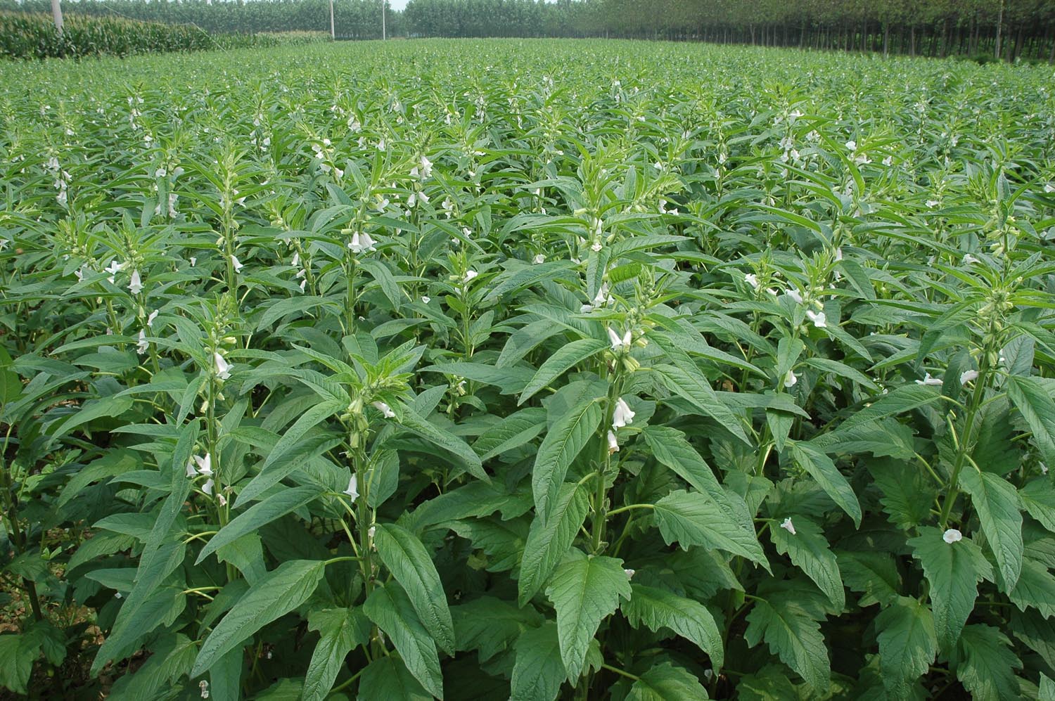 平舆白芝麻 平舆白芝麻