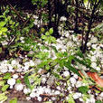 冰雹(天气现象) 冰雹(天气现象)