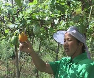 凉亭镇吊瓜种植 凉亭镇吊瓜种植
