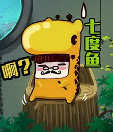 七度鱼