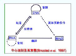 遗传密码 遗传密码