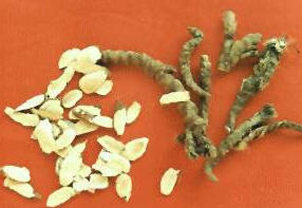 石菖蒲(图7) 石菖蒲(图7)