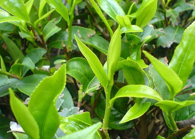 茶(中国传统饮品) 茶(中国传统饮品)