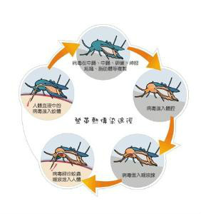 登革热传播方式
