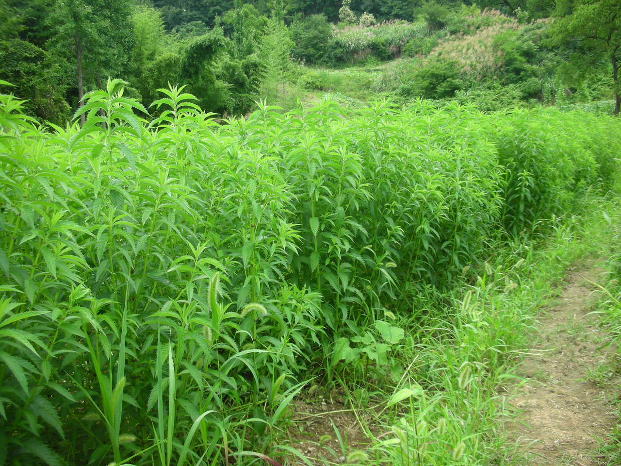 虫草地参 虫草地参