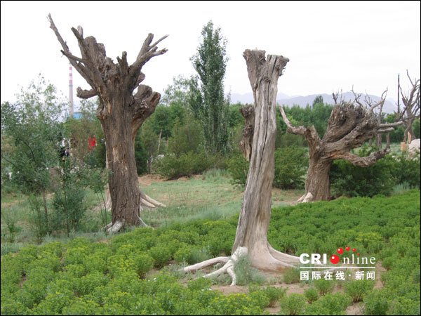 乌海市植物园 乌海市植物园
