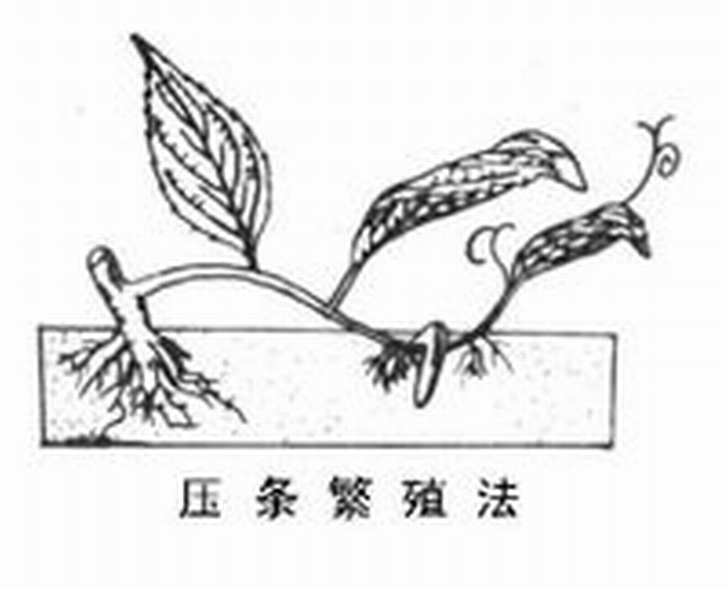压条繁殖法示意图 压条繁殖法示意图