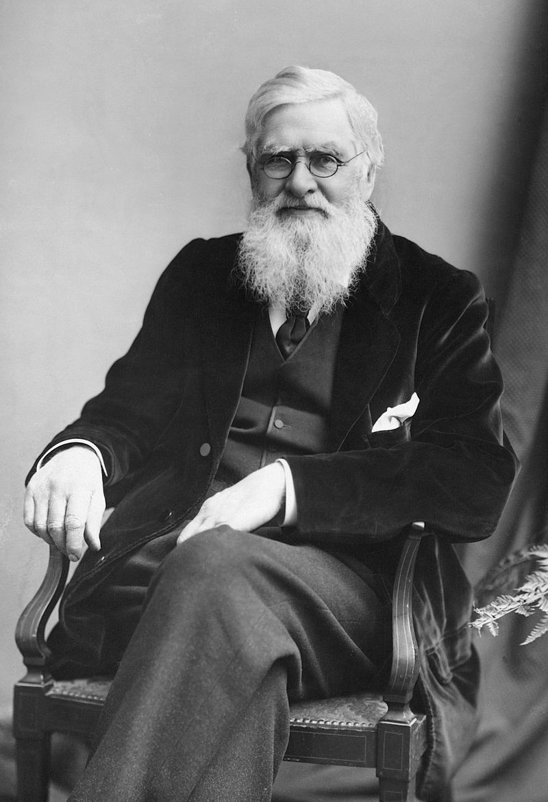 1895年的华莱士。 1895年的华莱士。