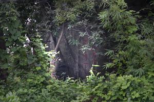 车歪炮台 车歪炮台