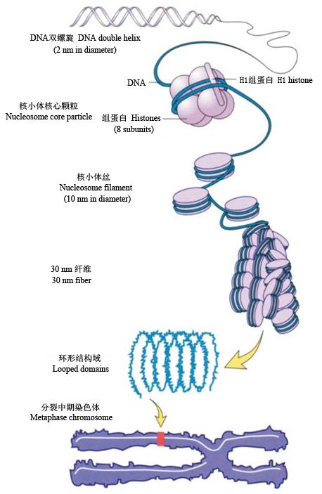 图3 DNA压缩成染色体的过程