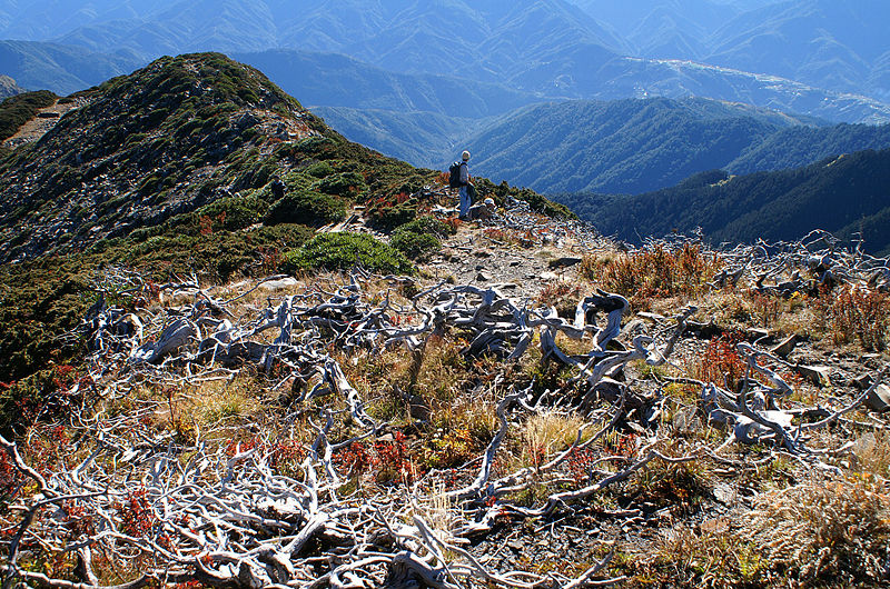 主峰顶附近的玉山圆柏白木林。 主峰顶附近的玉山圆柏白木林。