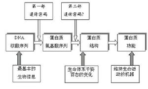 遗传密码 遗传密码