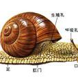 柄眼目 柄眼目