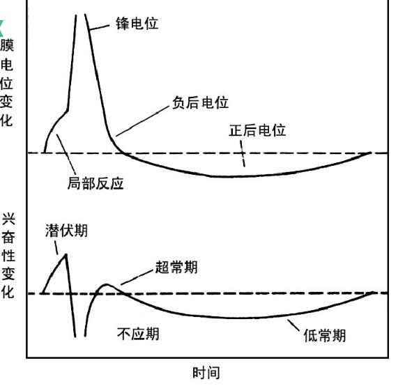 兴奋性的周期变化 兴奋性的周期变化